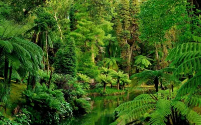 Зелёная эстетика | Джунгли, Зеленые фоны, Живописные пейзажи