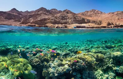 Отдых в Египте: путешествие в Древний мир и кристально чистое море! |  Удивительный мир | Дзен