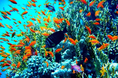 Хургада Море Египет - Бесплатное фото на Pixabay - Pixabay