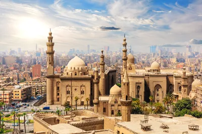 Правила ввоза животных в Египет | Animals Travel