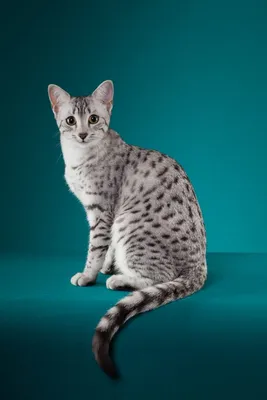 Египетская мау: все о кошке, фото, описание породы, характер, цена