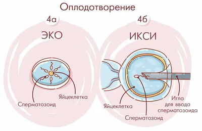 ЭКО по ОМС бесплатно в Москве в 2023 году в клинике по медицинскому полису