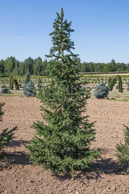 Ель обыкновенная \"Picea\" купить по цене от 5000 рублей в Москве и Мытищах