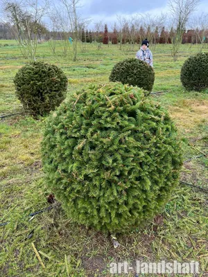 Ель обыкновенная Виргата (Picea abies Virgata)