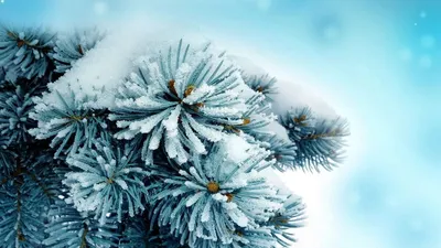 Картинки зимние ели в снегу (67 фото) » Картинки и статусы про окружающий  мир вокруг