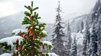 Картинки Ель Зима Природа снегу Деревья