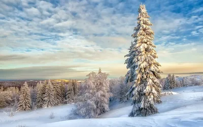 Зимой Ели Стоковые Фотографии | FreeImages