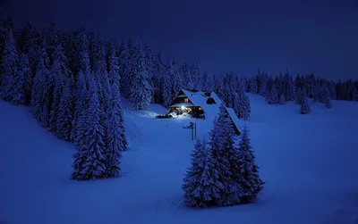 Ель зимой, широкоформатные обои, картинки, фото 1440x900