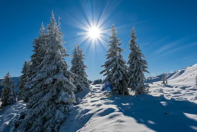Снежная елка зимой с солнцем Стоковое Изображение - изображение  насчитывающей зима, силуэт: 268555775