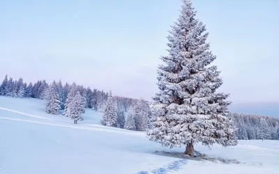 Елка в снегу - 72 фото