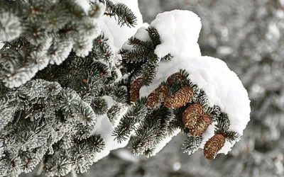 Снежная елка - 68 фото
