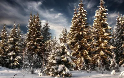 Ель зимой - красивые фото