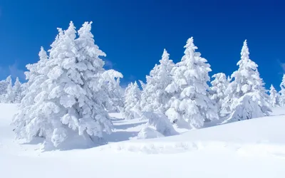 ели зимой снег еловый лес снег PNG , лес, мороз, дерево PNG рисунок для  бесплатной загрузки