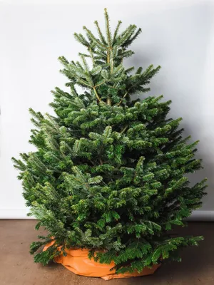 Искусственные елки - ROZETKA | Купить новогоднюю искусственную ёлку, цены в  Киеве, Украине