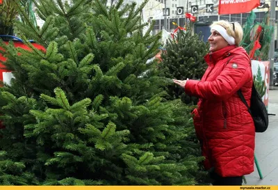 Купили в этом году елку. Мало того, что сама упала, так ещё и кота  уронила!\" Смешные котики | Которадуга | Дзен