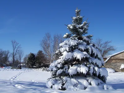 картинки : дерево, природа, снег, зима, Сосновый, Вечнозеленый, Погода,  Пихта, Рождественская елка, время года, голубое небо, рождественские  украшения, на открытом воздухе, Ель, Сезонный, Замораживание, Древесное  растение 2560x1920 - - 647779 ...