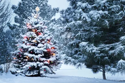 Фантастическая новогодняя елка зимой | Премиум Фото