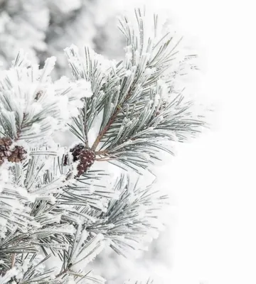 Картинки зимние ели в снегу (67 фото) » Картинки и статусы про окружающий  мир вокруг