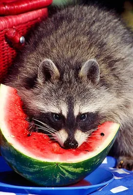 Еноты Фото HD Вдохновение Милота Идеи | Pet raccoon, Raccoon funny, Cute  raccoon
