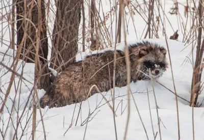 В Тверской области енотовидные собаки забредают в города и деревни - ТИА