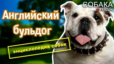 Немецкая овчарка: описание породы, характер, фото | Энциклопедия пород  Petshop.ru