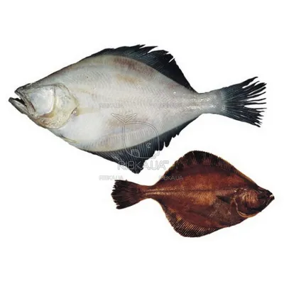 Ерш-носарь (Gymnocephalus acerina) | FishingBY.com