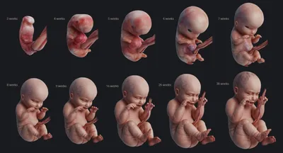 Этапы Развития Эмбриона Выделенные На Белом Фоне Ранние Стадии  Внутриутробного Развития Сроки Беременности С Медицинской Точки Зрения —  стоковые фотографии и другие картинки Эмбрион - iStock