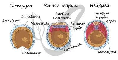 Как уложить младенца спать? 8 советов начинающим родителям | Этапы развития  ребенка, Детские новогодние фотографии, Новорожденный младенец