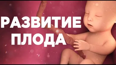 МАМР] Развитие ребенка от 0 до 3 лет [Алина Войчеховская] | Складчины |  Skladchina.vip