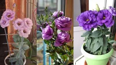 Эустома и розы Новосибирск №230 - 🌹 Цветы Новосибирск заказ: