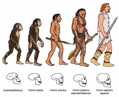 Эволюция человека-теория Дарвина | The story is amazing | Дзен