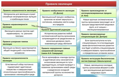 Эволюция Человека От Обезьяны К Бизнесмену — стоковая векторная графика и  другие изображения на тему Эволюция - Эволюция, Мужчины, Древние  цивилизации - iStock