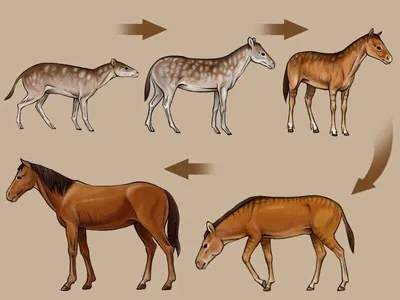 Эволюция животных в картинках