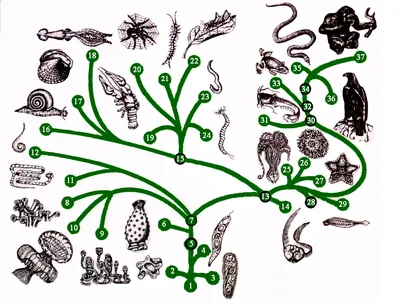 3. Биосфера. Эволюция растений и животных. - YouTube