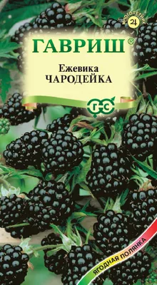 Питомник растений \"Урожай\" Вологда - Ежевика Блэк Сатин бесшипная