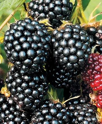 🍇 Купить ежевику в Уфе: ягоды по цене за 1 кг от 550 руб за ожину свежую —  интернет-магазин Дикоед