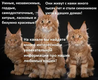 Самые смешные кошки. Фото смешных и забавных кошек, которые рассмешат и  позабавят. Интересные факты про кошек | Все про кошек | Дзен