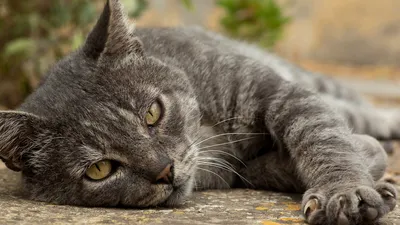 Малоизвестные факты о кошках » 24Warez.ru - Эксклюзивные НОВИНКИ и РЕЛИЗЫ