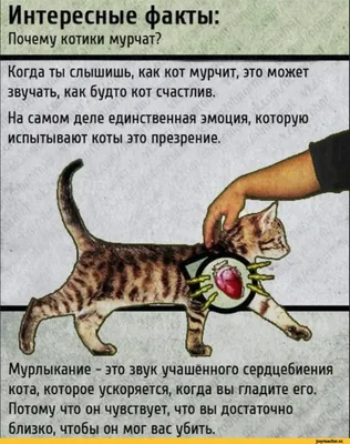 Интересные факты о кошках в картинках | Будни четвероногих | Дзен