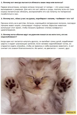 Остров рыжих кошек • Анна Новиковская • Научная картинка дня на «Элементах»  • Зоология, Генетика