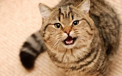 Интересные факты о кошках в картинках | Будни четвероногих | Дзен