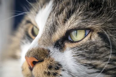 Интересные факты о кошках: чего вы могли не знать о котах и том, что с ними  связано