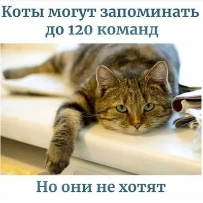 ориенталы кошки фото: 11 тыс изображений найдено в Яндекс.Картинках | Факты  о кошках, Котопес, Смешные животные