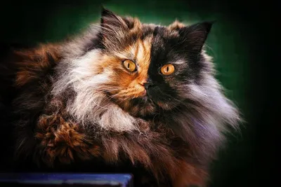 10 фактов о наших пушистых питомцах - кошках. Что скрывают четвероногие? |  Интересные факты и события | Дзен