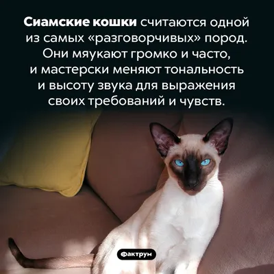 Сайт кошки Масяни: фото котов - обои фэнтези - картинки котят - анекдоты о  котах - смешные афоризмы - рисунки кошек - книги и стихи о кошачьих