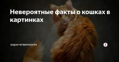 Невероятные факты о кошках в картинках | Будни четвероногих | Дзен