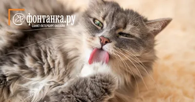 Кошки-химеры: 15 редких фото и интересные факты об этих уникальных  животных😺 | Котоварня | Мир Зоопсихолога | Дзен