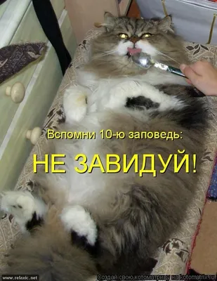 Всемирный день домашних животных 2023: интересные факты о кошках и собаках  - vtomske.ru