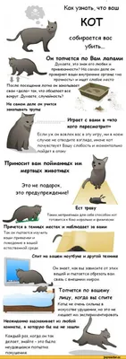 7 самых любопытных фактов о взаимоотношениях человека и кошки / отношения  :: интересное (интересные факты, картинки и истории ) :: человек :: факты  :: коты :: живность :: кошки / смешные картинки