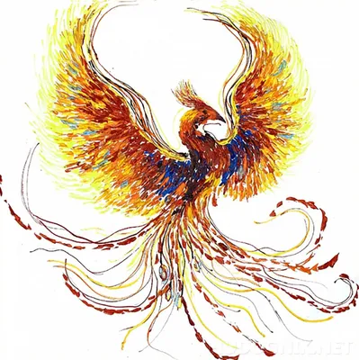 Цветной и замысловатый рисунок легендарной птицы Феникс. Ярко окрашенный  линейный рисунок, выделенный на белом фоне Векторное изображение  ©Aen_Seidhe 357122290